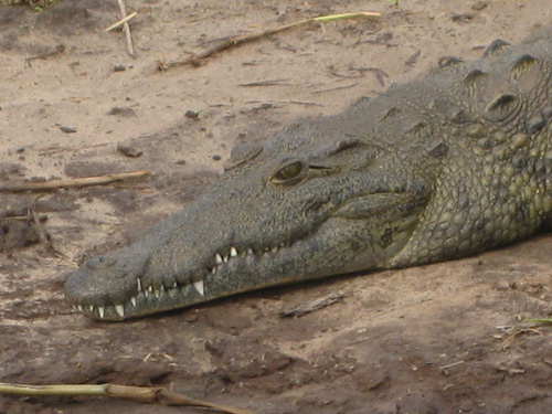 Alligator in Africa