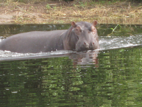 Hippopotamus in Africa