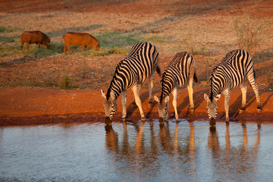 Kruger National Park Zebras