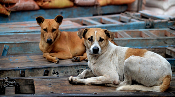 Dogs in New Delhi, India