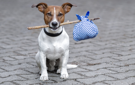 traveling pet - dog with stick and bag