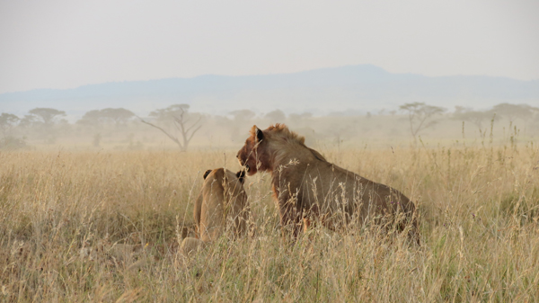 Photo by Patricia Kolodnicki - Two Lions overlooking the Serengeti