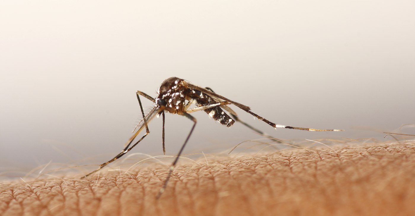 Japanese Encephalitis Mosquito