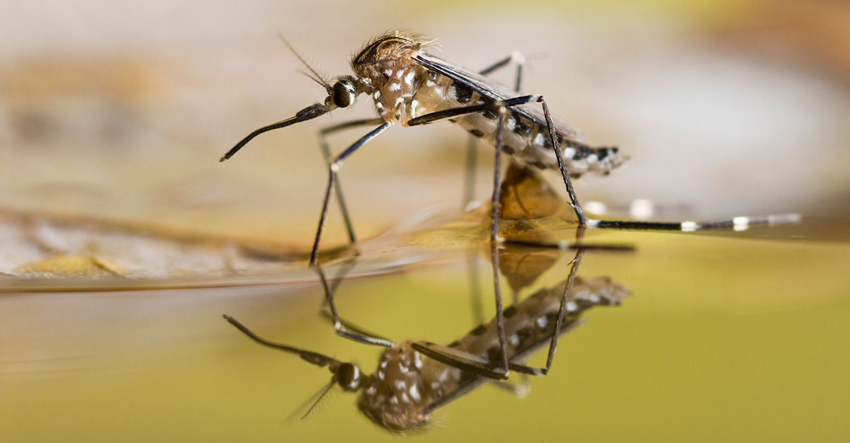 Mosquitoes carry some of the most prevalent, and often dangerous diseases.