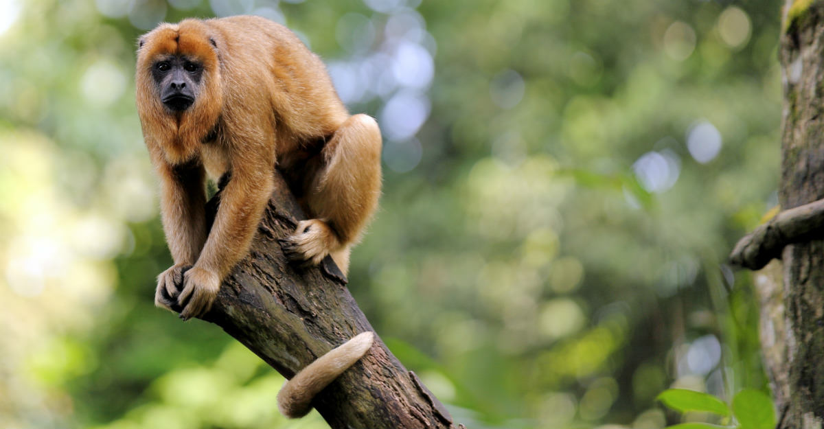 Howler monkeys started dying throughout the rainforest, a sign that yellow fever problems to come.
