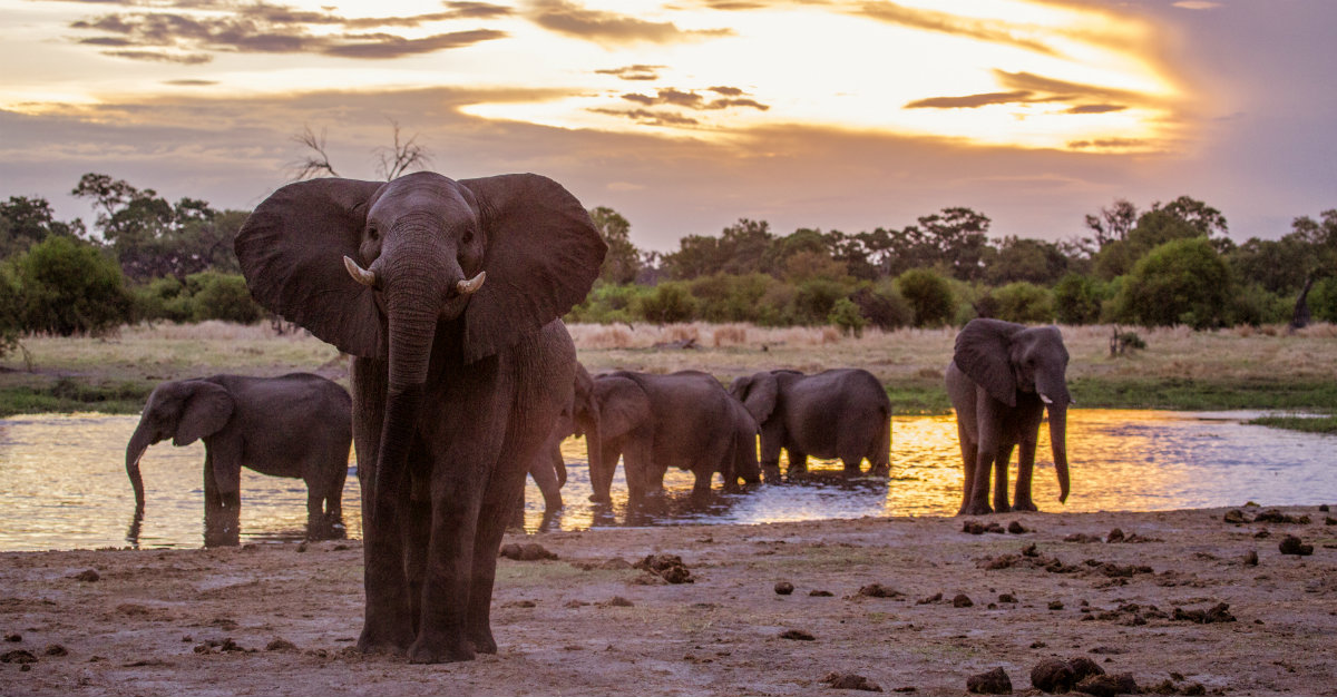 Botswana's strict policy against hunting makes the country a sanctuary for elephants.