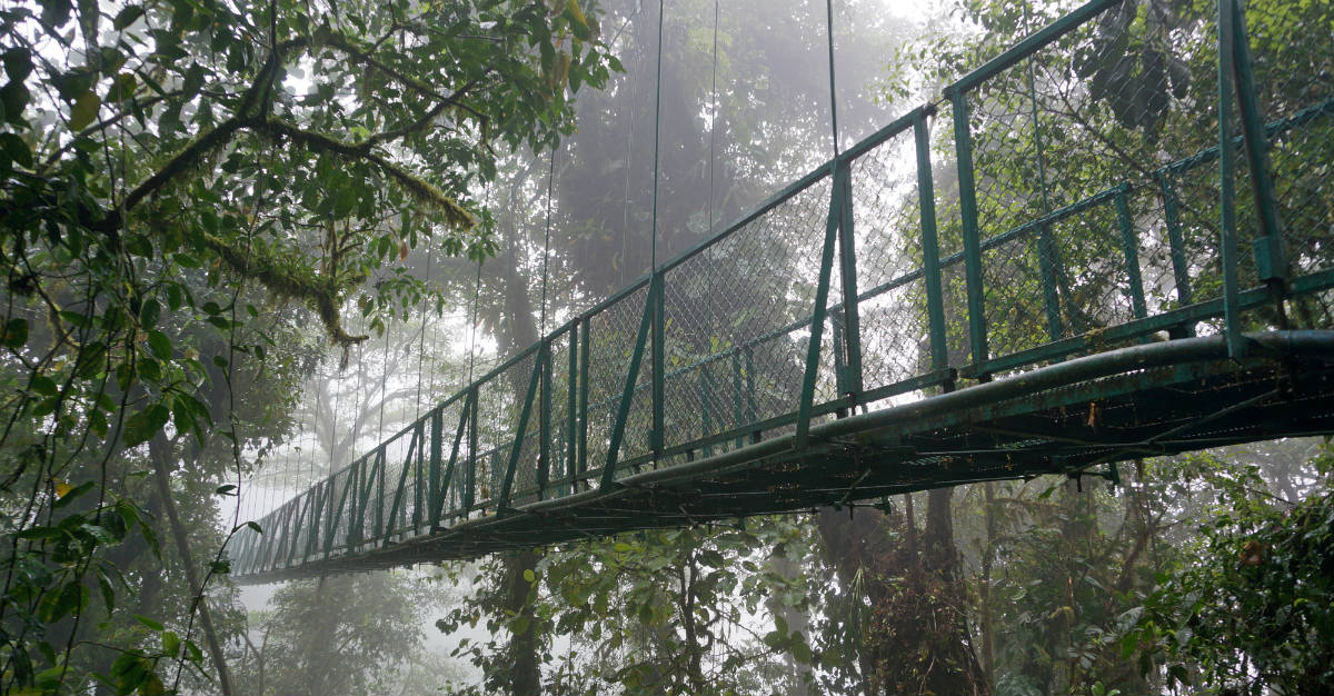 The Moneverde Cloud Forest Reserve looks like something out of a Hollywood blockbuster.