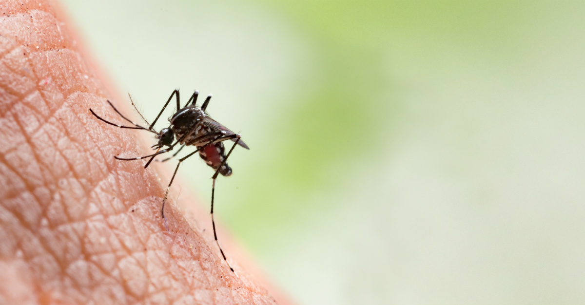 France continues the trend of European countries with a rise in mosquito-borne diseases.