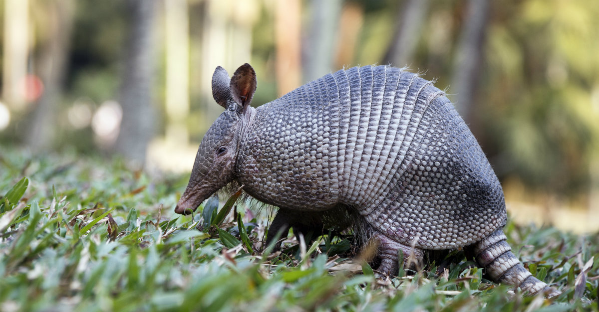 An armadillo's body temperature is similar to that of a human.