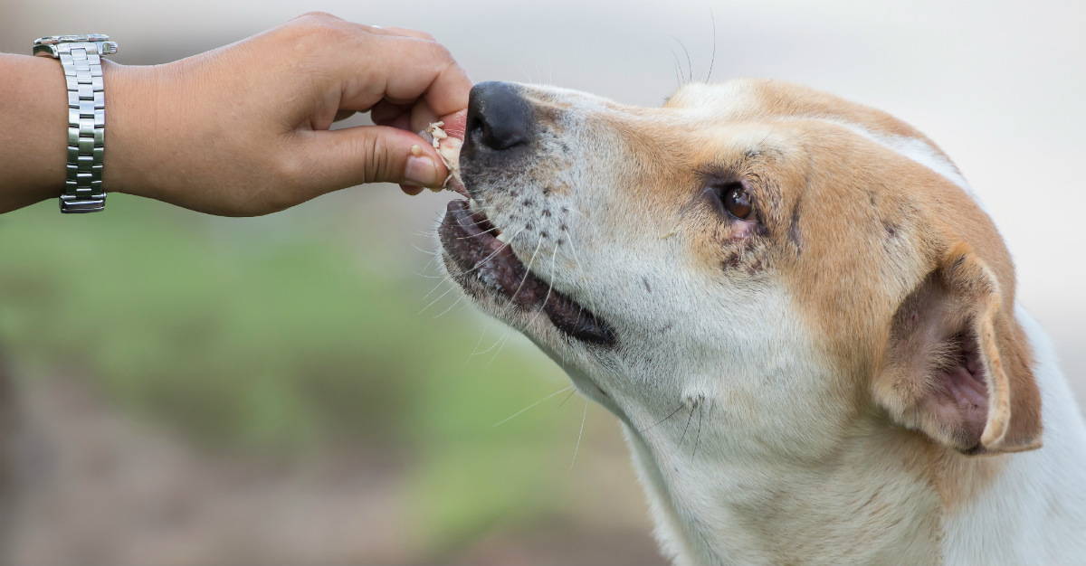 Attempting to feed stray animals is one of the most common ways to get rabies.