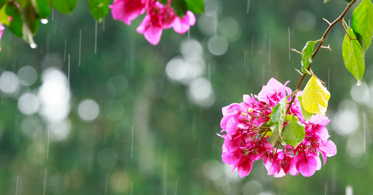 Many exotic places blossom when the weather gets wet.