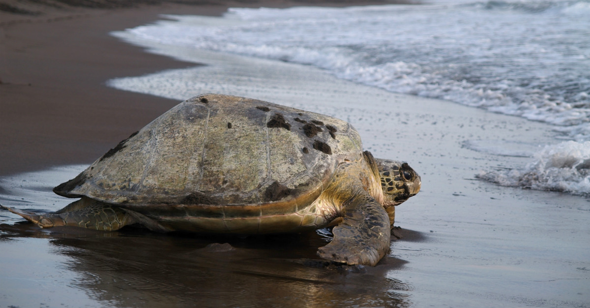 The sea turtles come out with regularity in the rainy season.