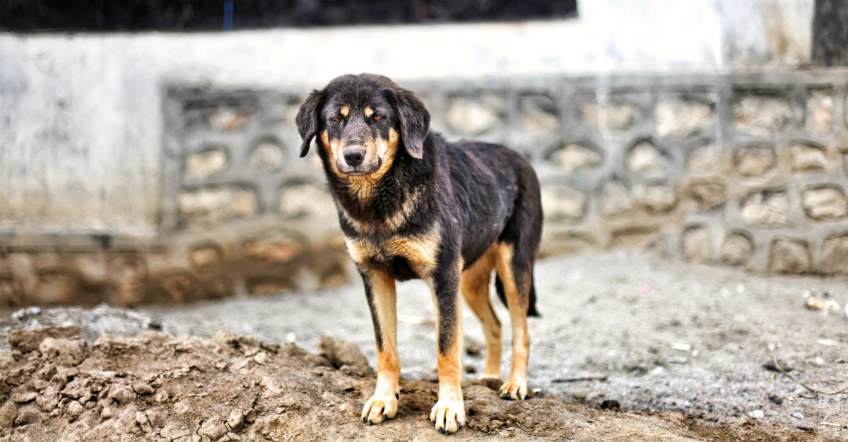Stray dogs may be more dangerous than travelers expect.