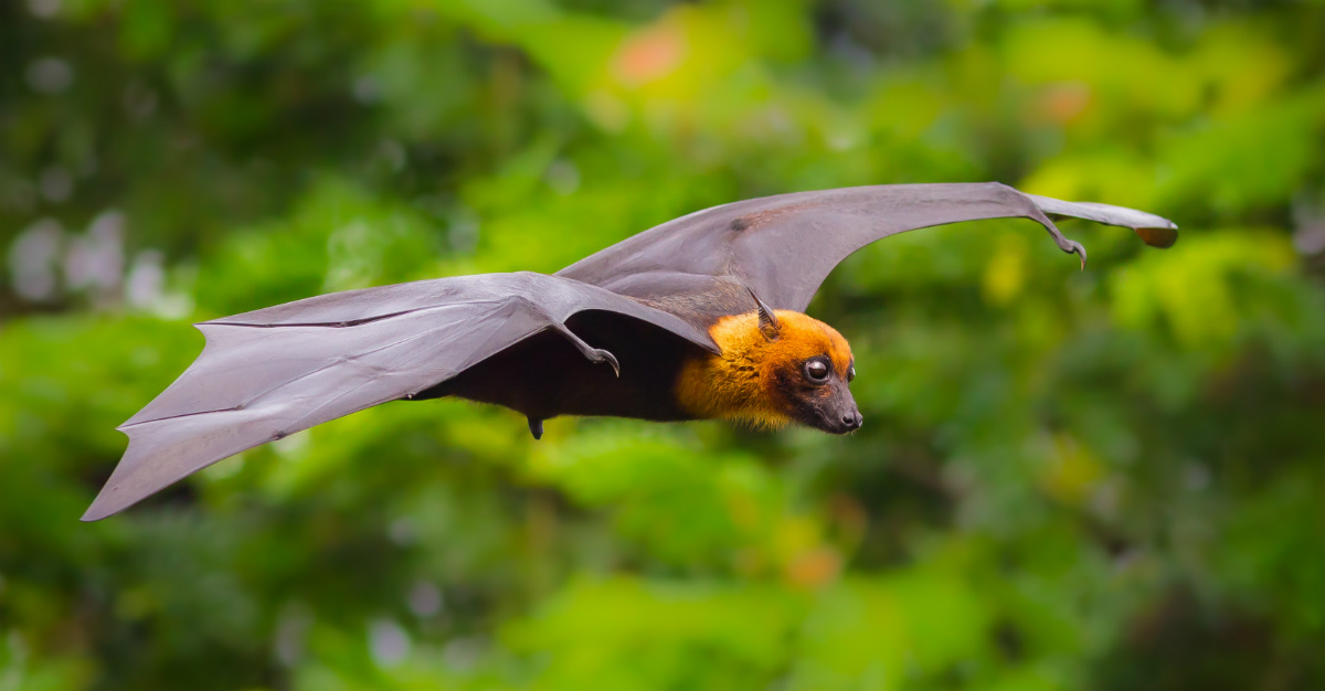 More than a dozen people have died in India from the bat-borne virus.