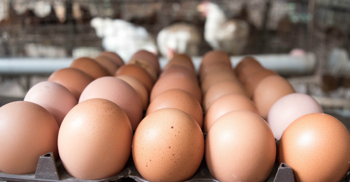 A tainted egg farms has helped spread salmonella to nine states.