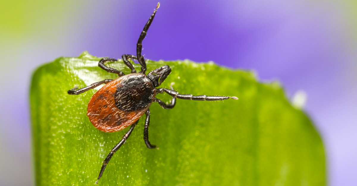 Some bad luck may be the reason we don't have a vaccine for Lyme disease.