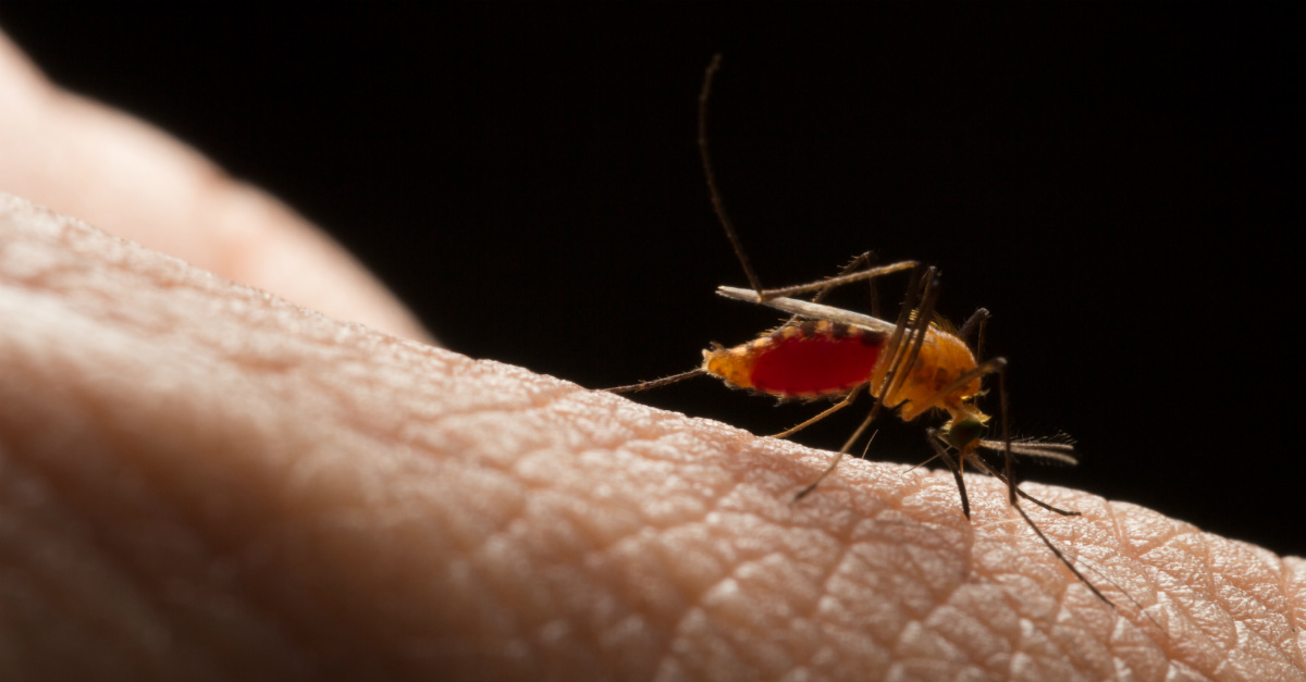 A fast track from the FDA creates hope for a chikungunya vaccine.