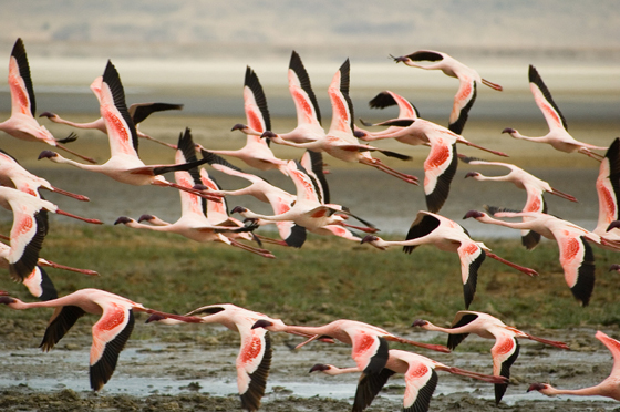 Flamingos flying Ngorongoro crater, Tanzania
