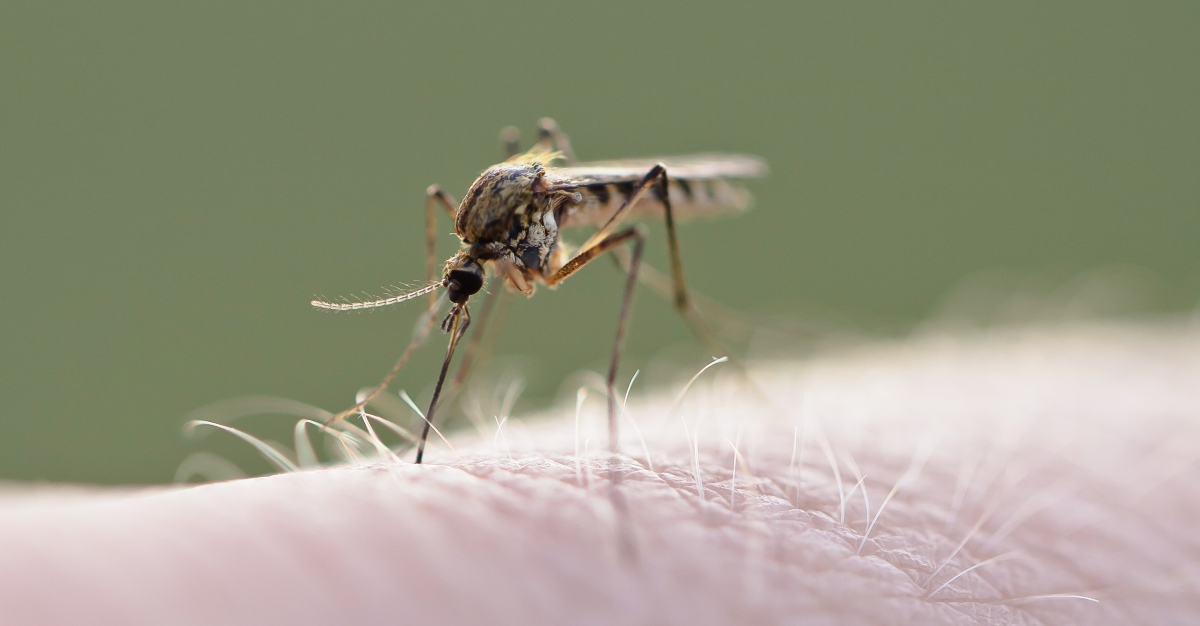 A West Nile outbreak in Europe has caused over 50 deaths.