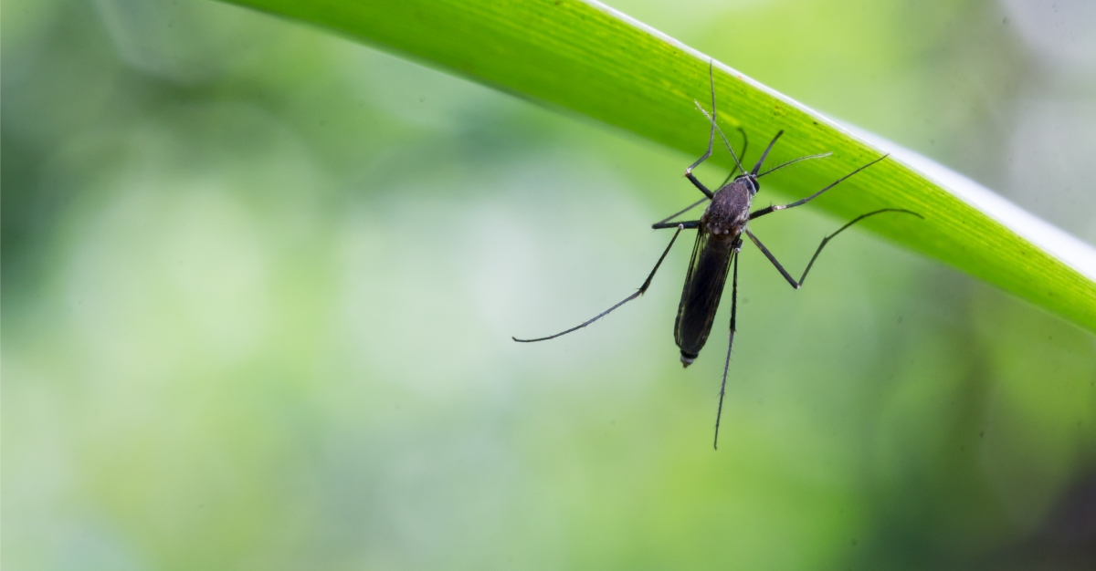 The origins of Zika can help us understand how it may evolve.