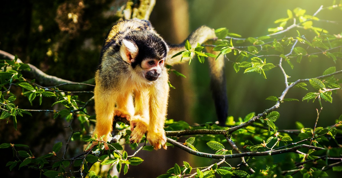 Wild monkeys can carry Zika, making it harder to eradicate the virus in the Americas.