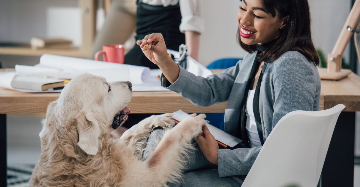 An office dog can also improve physical health through happiness.