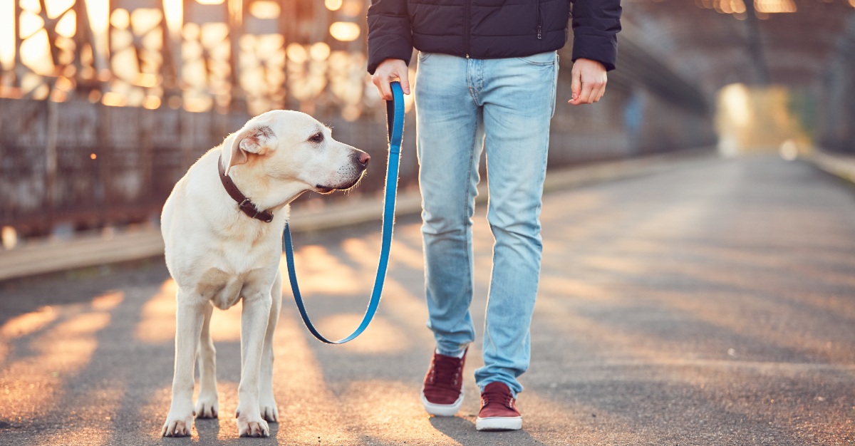 Taking a dog on walks is one scheduling downside of an office pet.