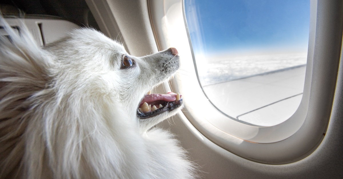 Before taking your pet abroad, make sure to get all the necessary documents.