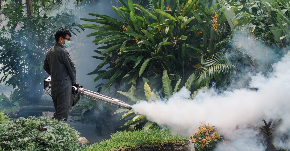 Chikungunya cases spiked in Thailand as 2018 ended.