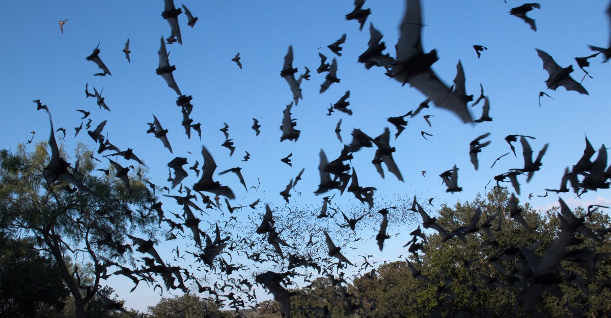 Scientists are still studying whether a Bat Flu could transmit to humans.