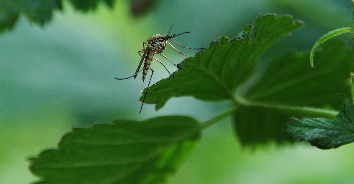 Climate changes is allowing mosquito-borne diseases to reach new parts of Europe.