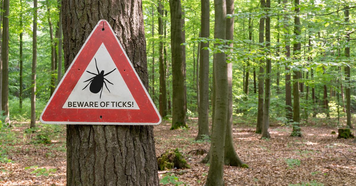 A dangerous form of Lyme disease without treatment poses a risk to the United States.