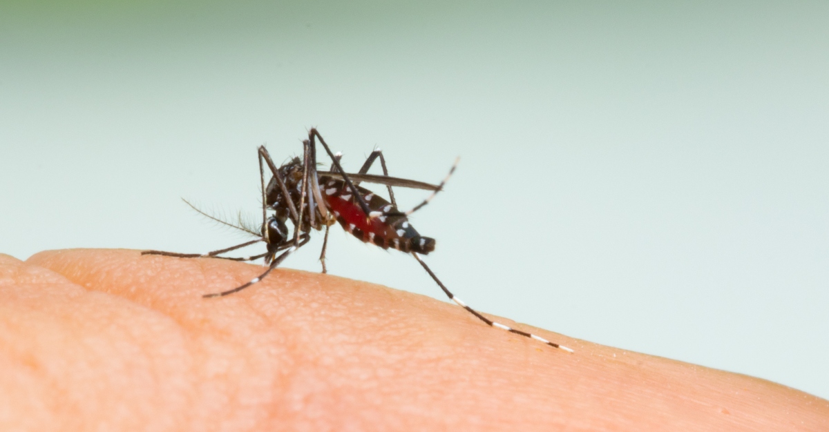 Mosquitoes have caused a rise in Eastern Equine Encephalitis cases in the US.