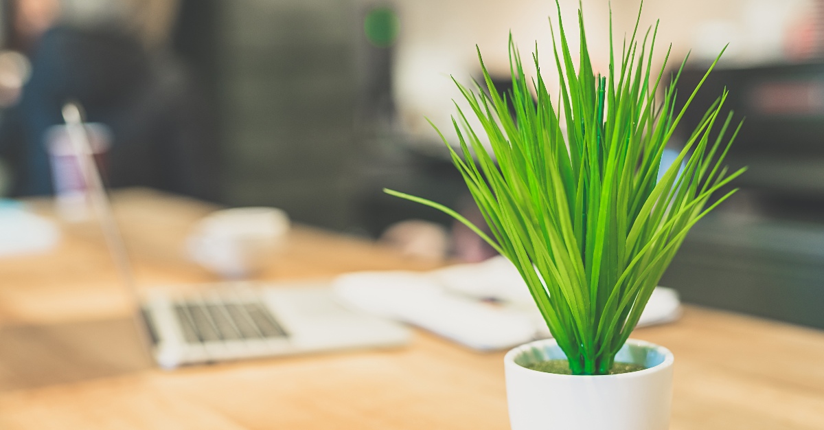 An office plant may seem small, but it can actually offer many physical and mental benefits.