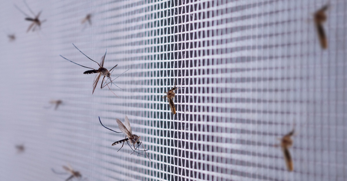 How Do Malaria Mosquitoes Fight Insecticides?