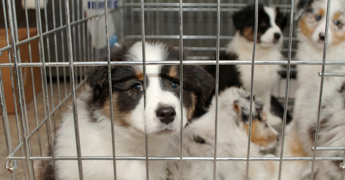 A chain of pet stores appears to be the source of a bacteria outbreak across 13 states.