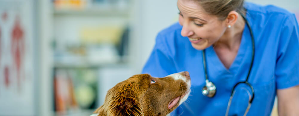 Veterinarians are at an increased risk of exposure to rabies and other infections.