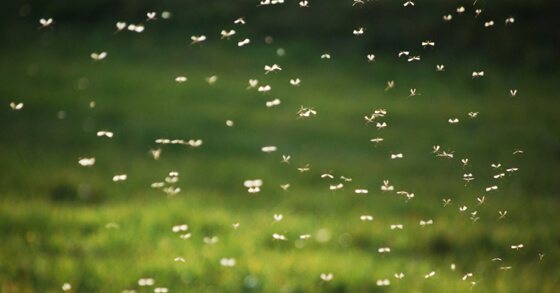 Swarm of Mosquitoes
