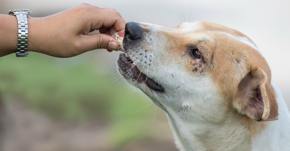 Attempting to feed stray animals is one of the most common ways to get rabies.