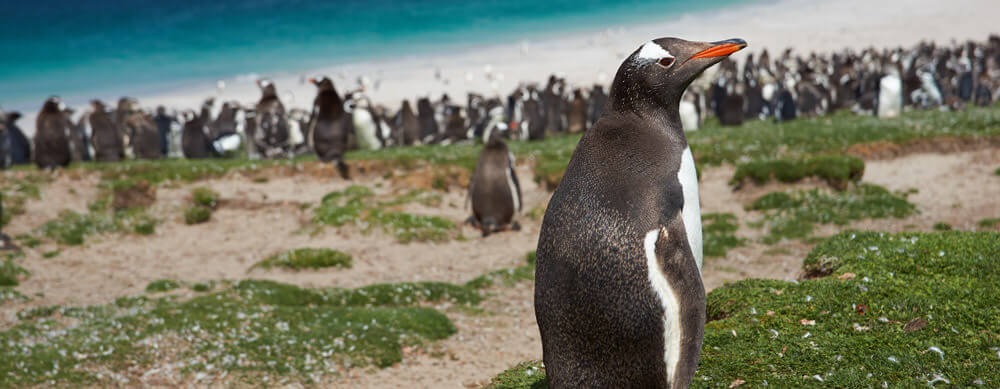 Penguins are all over the Falklands! See them and more while staying healthy with the help of Passport Health's travel vaccine services.