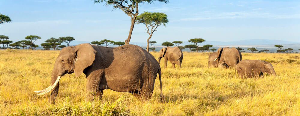 Safaris and wildlife are just two reasons to visit Kenya. Travel safely with the help of Passport Health and its premier travel vaccination services.
