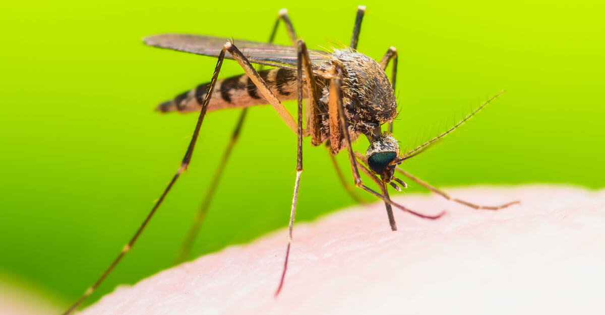 Mosquitoes spread some of the most common infections in the world.
