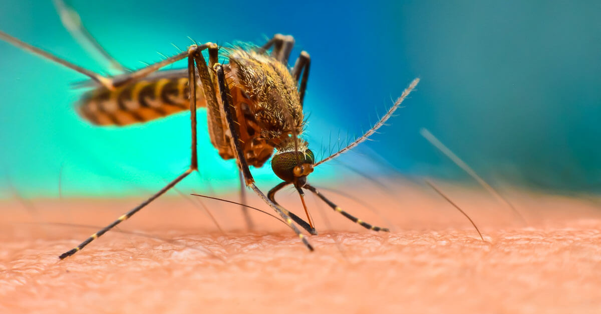 Chikungunya can cause serious long-term effects.