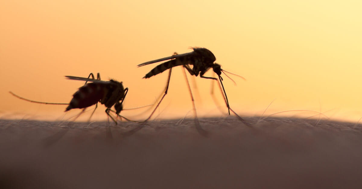 Making people invisible to these pests may be the next step in stopping malaria spread.