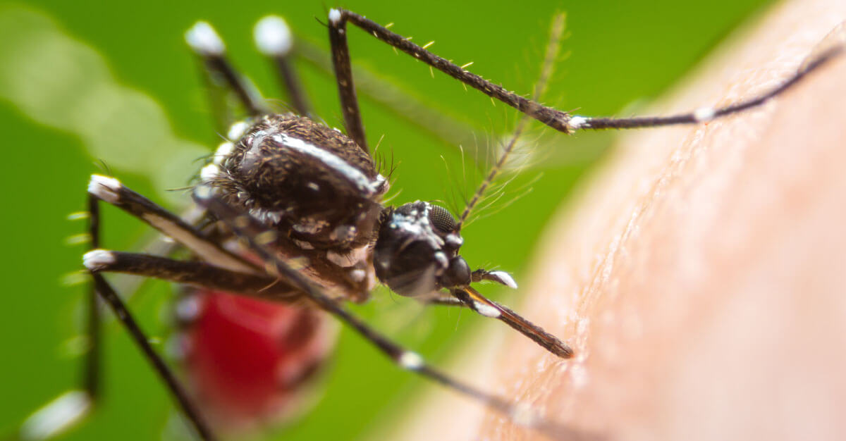 Could we see eradication of this mosquito-borne disease in our lifetimes?
