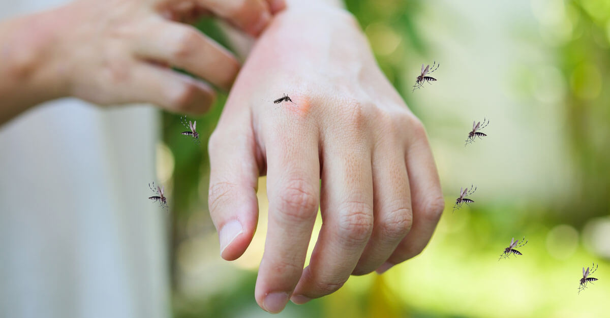 The relationship between yellow fever, mosquitoes and humans is complicated.