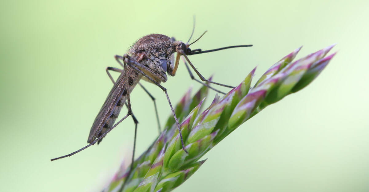 Mosquitoes pose a serious threat to travelers.