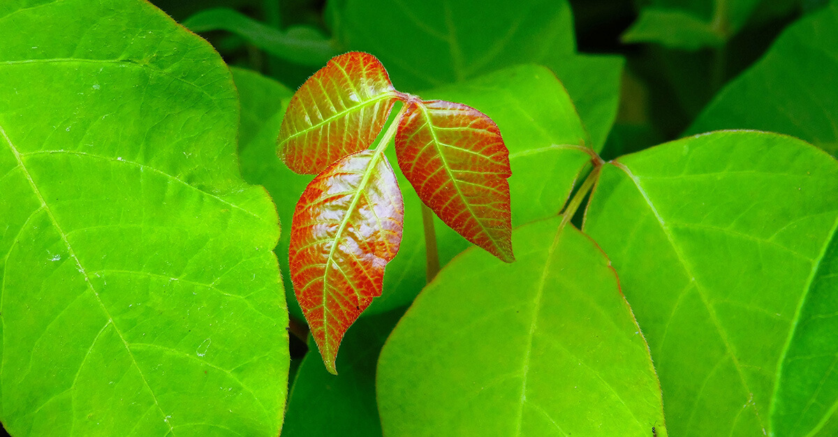 Plants like poison ivy can cause significant irriation if touched.