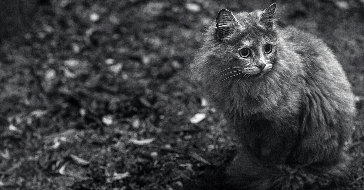 Bird flu is spreading to cats.