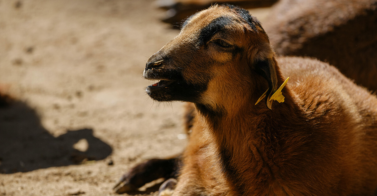 Bird flu is becoming more common in mammals.